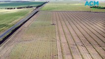 Queensland canola being windrowed before harvest