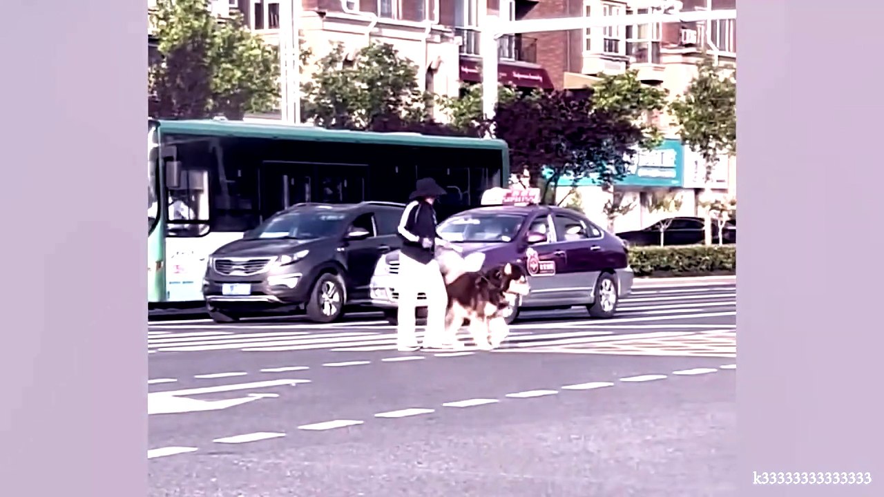 dog and cat funny video 36