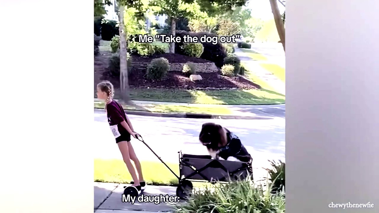dog and cat funny video 48