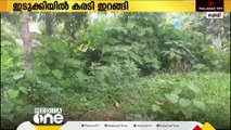 ഇടുക്കി കുമളിയിൽ ജനവാസ മേഖലയിൽ കരടിയിറങ്ങിയതായി നാട്ടുകാർ