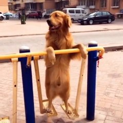 Funny animal and very smart cats video