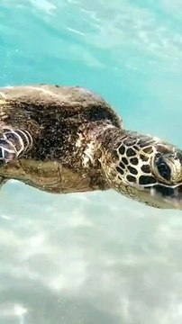 Penyu Laut Bisa Menangis Air Garam