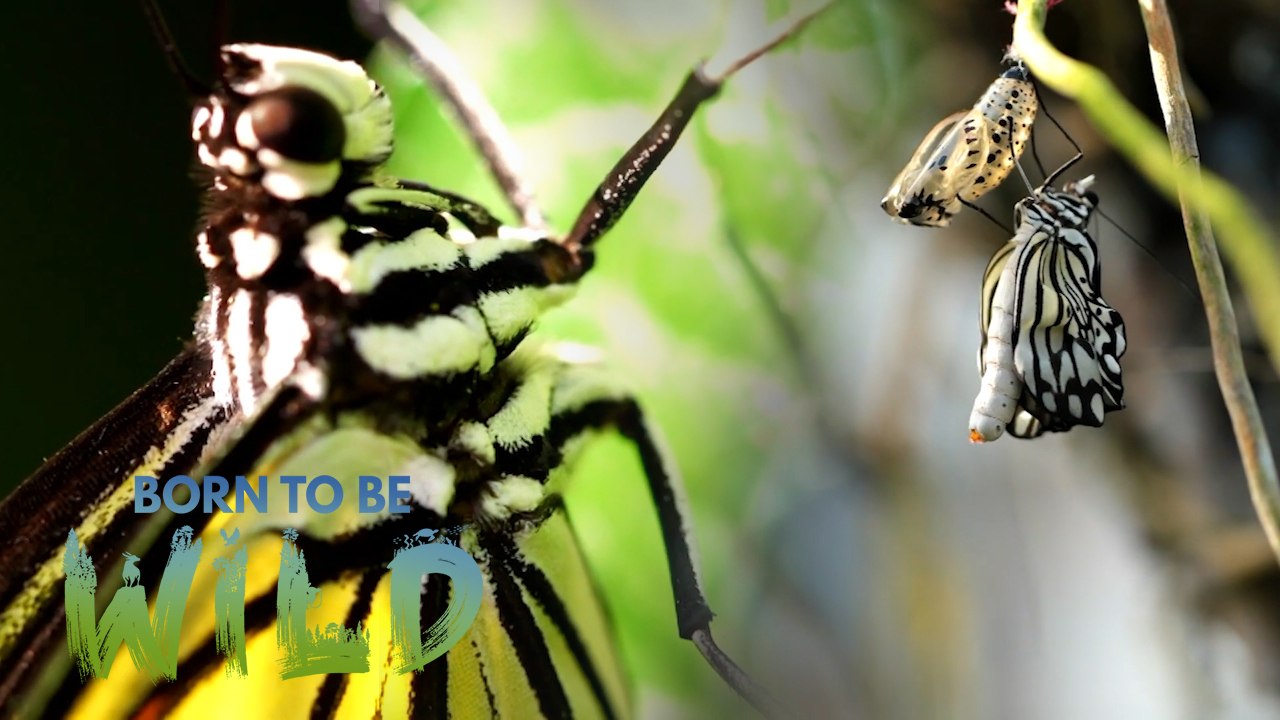 Butterflies-- nature's pollinator! | Born to be Wild