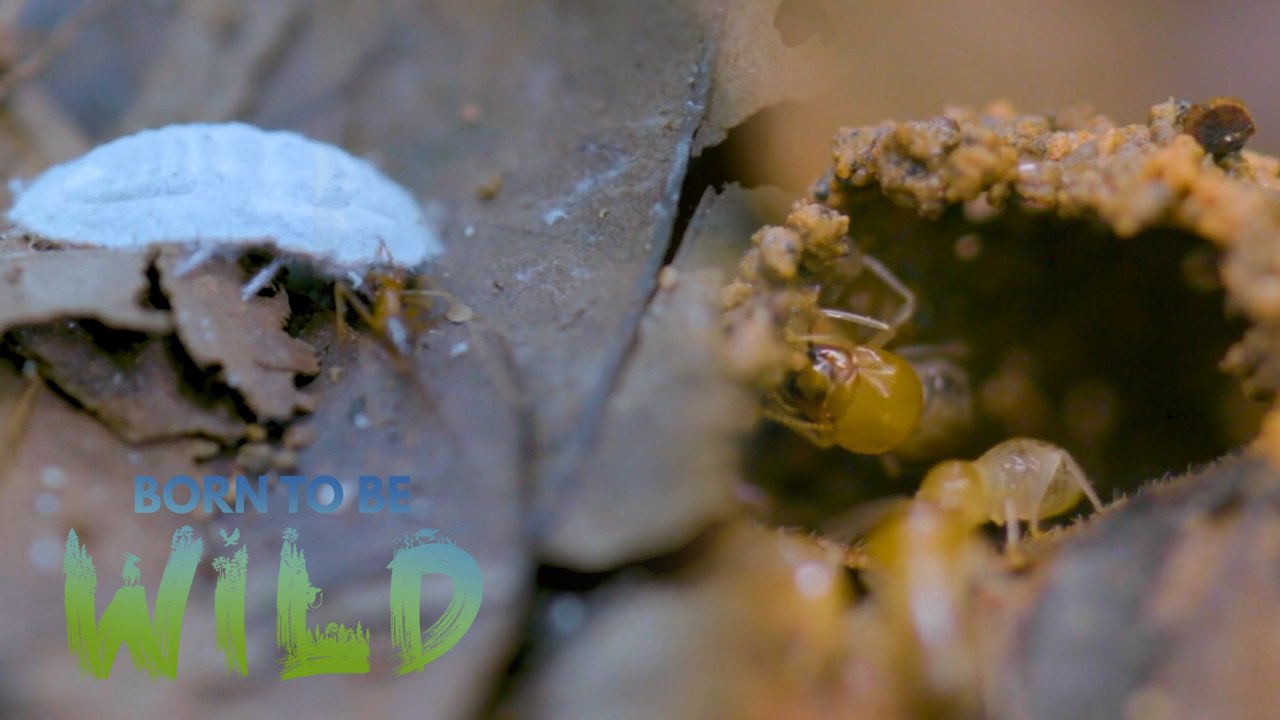 How our 'tiny heroes' fight against pests | Born to be Wild