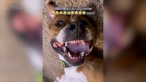 New Funny Dogs Video 2023, New Funny Animals Video, New Cute Dogs Video, Happy Dogs Video, New Cutest Dogs Video,