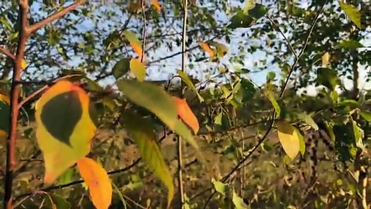 Autumn_has_come_in_our_village_-_we_are_preparing_an_autumn_pie_with_apples part 1