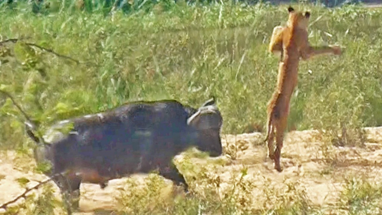Buffalo Flings Lion to Save Lizard