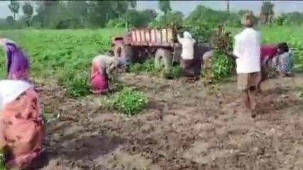 ఎన్టీఆర్ జిల్లా: వైరస్ దెబ్బకు విలవిల