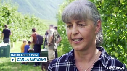 Mela Colgo: giornata tra i filari per una raccolta particolare