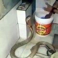Maşrapa ile kobra yılanı yıkayan adam
