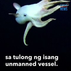 Pugitang may "tenga," namataan sa malalim na bahagi ng dagat | GMA Integrated Newsfeed