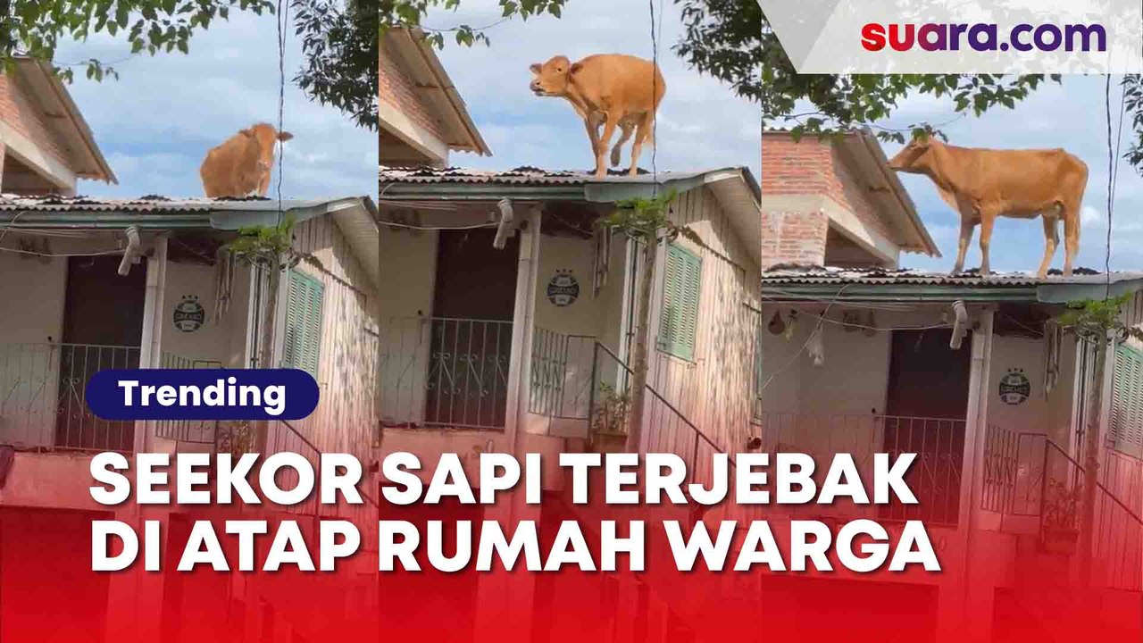 Ada-Ada Saja! Seekor Sapi Terjebak di Atap Rumah Warga, Warganet Auto Bingung