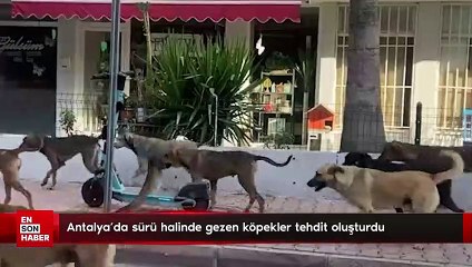 Antalya'da sürü halinde gezen köpekler tehdit oluşturdu