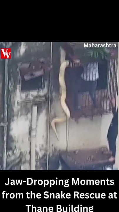 Jaw-Dropping Moments from the Snake Rescue at Thane Building