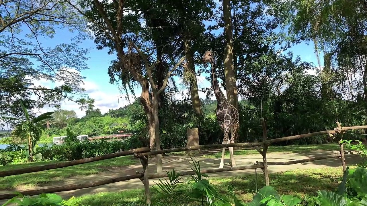 Giraffe in Stunning 4K