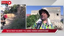 Siirt'te 7 yıl sonra beyaz öncü kelebeği yeniden görüntülendi