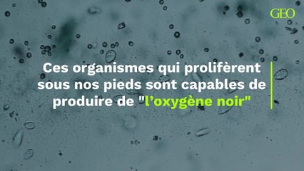 Oxygène noir : ces organismes qui prolifèrent sous nos pieds sont capables d’en produire