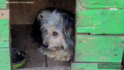 Frightened and squeezed into the corner, Wito is waiting for a miracle (video)