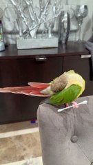 Un perroquet fait ses corvées