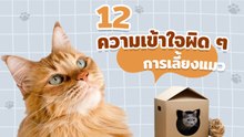 12 ความเข้าใจผิด ๆ การเลี้ยงแมว ที่เหมียวอยากให้ทาสรู้ไว้