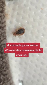 4 conseils pour éviter d'avoir des punaises de lit chez soi