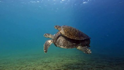 Covoiturage aux Galapagos