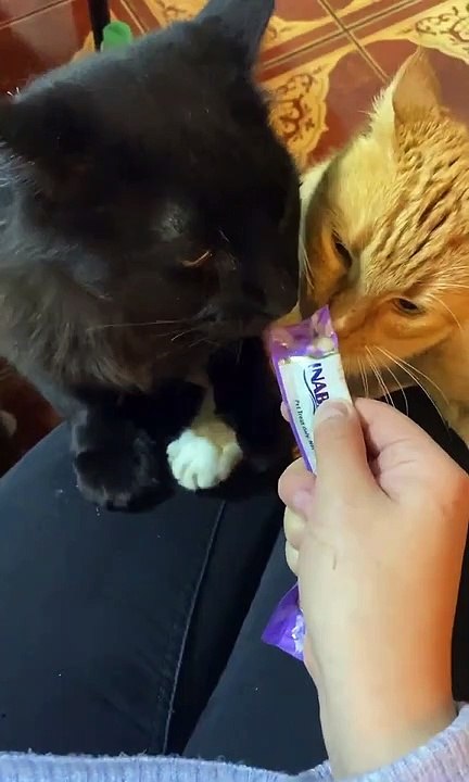 Les chats en viennent aux mains pour une délicieuse friandise