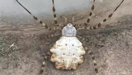 Dünyanın en zehirlileri arasında olduğu belirtilen örümcek için uzmanlardan açıklama