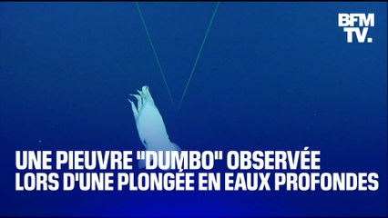 Une pieuvre "Dumbo observée lors d'une plongée en eaux profondes