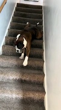 Un chien descend les escaliers