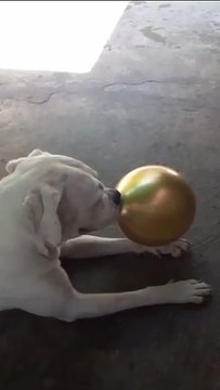 Un chien aide à gonfler les ballons