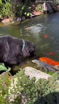 Le chien est ami avec le poisson Koi