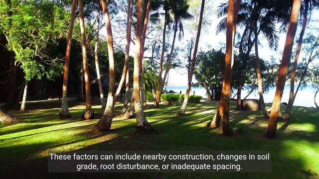 The Benefits of Regular Tree Inspections and Reporting Preserving Trees and Mitigating Risks