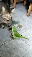 Les animaux de compagnie jouent malgré les différences