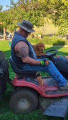 Des Golden Retrievers font un tour sur une tondeuse à gazon