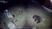 Les Grandes Pyrénées tentent d'effrayer un ours qui mange sa nourriture pour chien