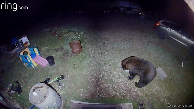 Les Grandes Pyrénées tentent d'effrayer un ours qui mange sa nourriture pour chien