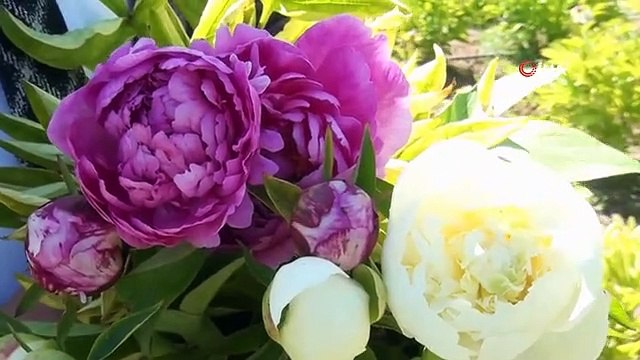 Sivas'ta Üretilen Şakayık Çiçeği Dünya Pazarına Açılıyor