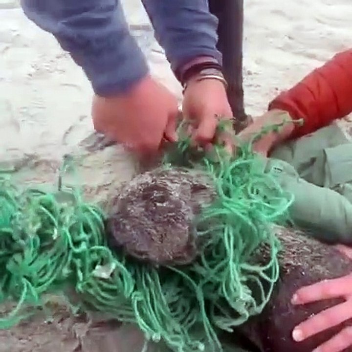 James et ses amis, héros du littoral sud-africain : Sauvetage de jeunes phoques pris au piège !