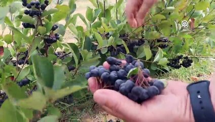 Edirne'de Aronya Hasadı Başladı