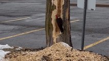Woodpecker carves nearly half of the tree with its beak looking for termites to eat