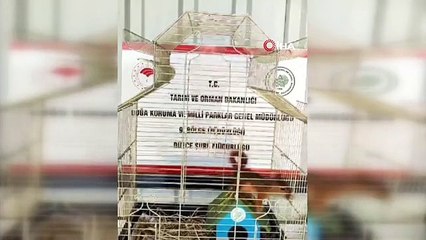 Yuvasından düşen yavru sincap koruma altında