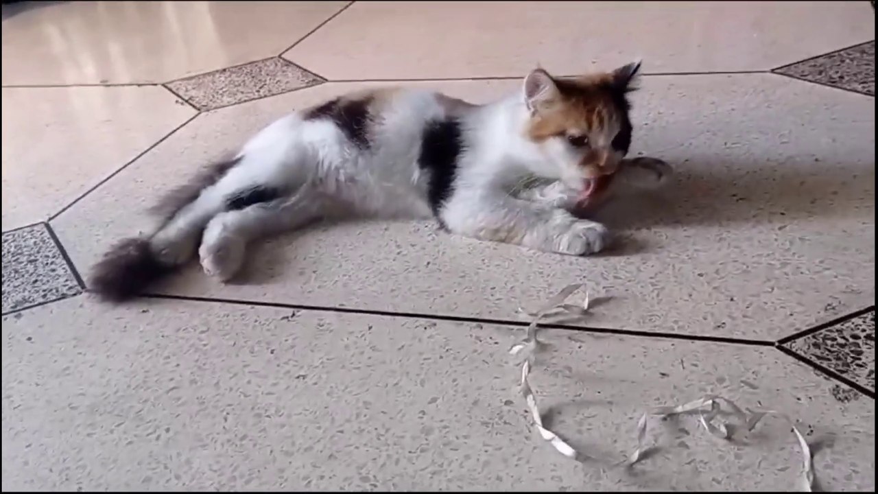 Anak Kucing lucu meowing || kucing lucu  #shorts