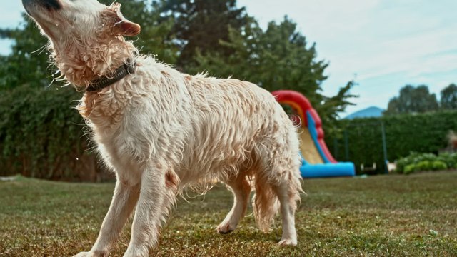 How to tell if your dog has been abused