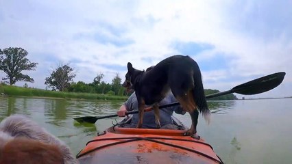 Un chiot en kayak tombe par-dessus bord