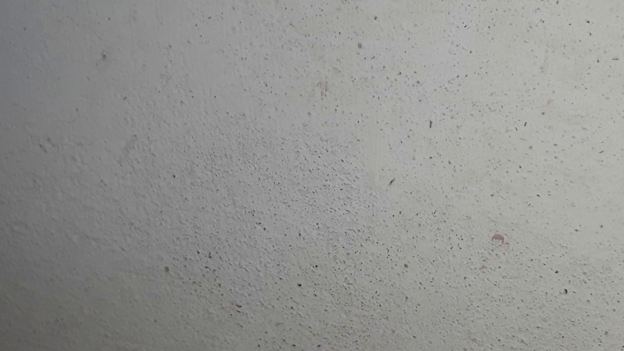 Ant challenge, ants are going