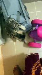 Kitty saute soudainement droit sur la caméra