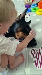 Le petit dentiste vérifie les dents du chien