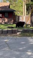 Maman Ourse se détend pendant que son petit joue avec le tuyau
