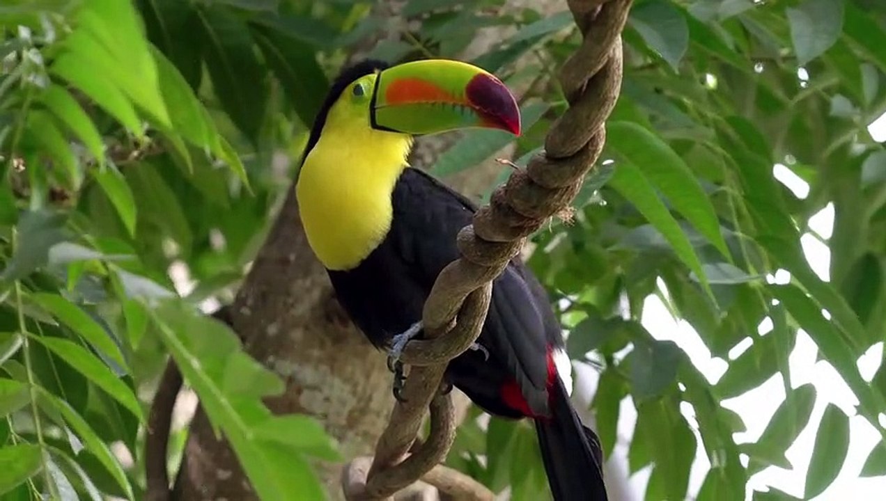 toucan_-_77786 (540p)